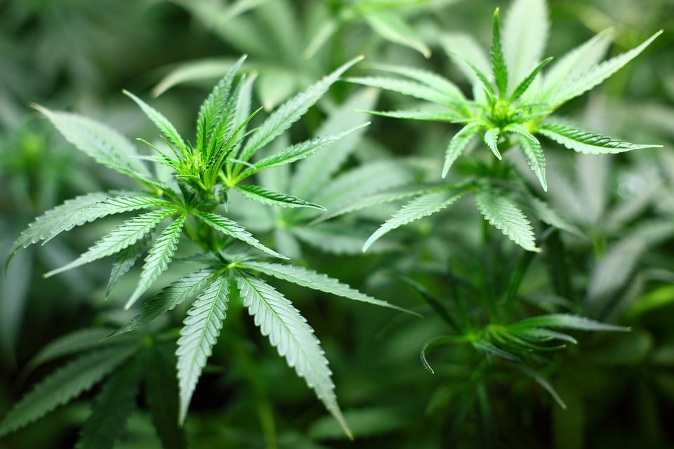 Marijuana-plant.jpg