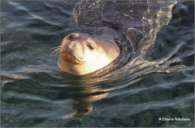 Monk-seal-WEB.jpg