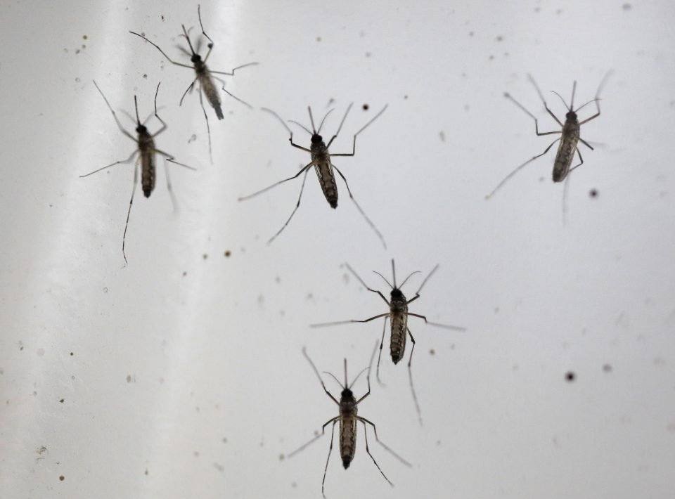 mosquitoes-960x710.jpg