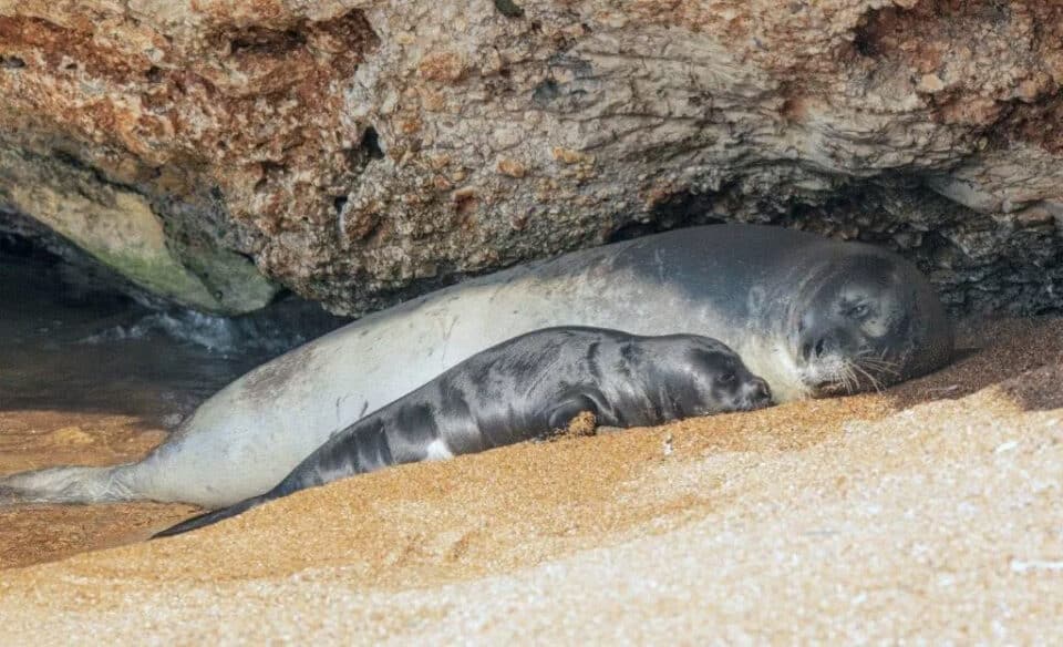 seal1-960x584.jpg
