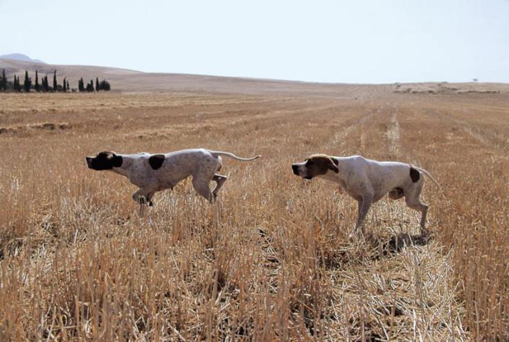 stray-dogs.jpg