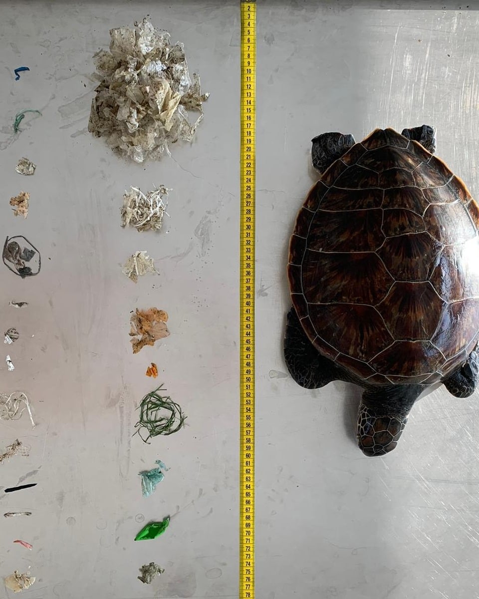 turtle-and-plastic.jpg