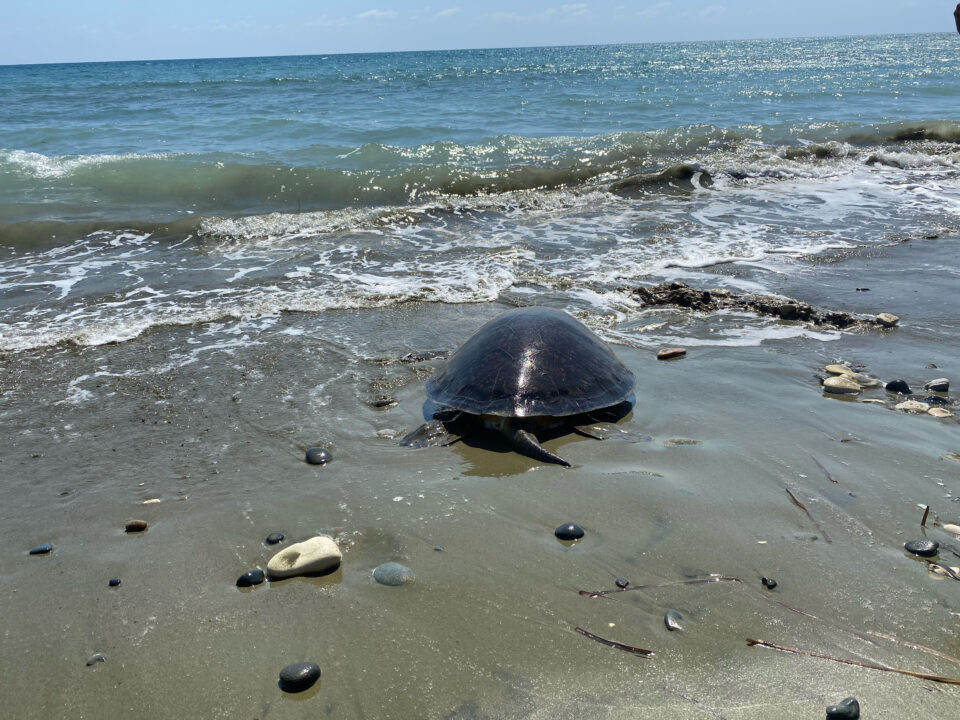 turtle1-960x720.jpeg