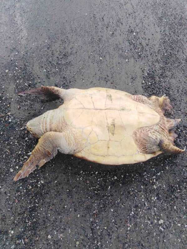 Turtlepic1.jpg