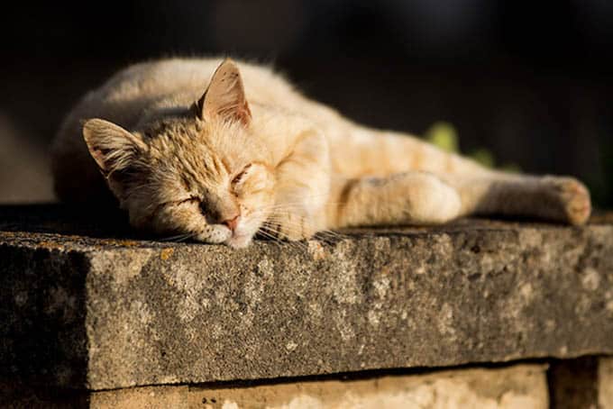 weather-sunny-cat.jpg
