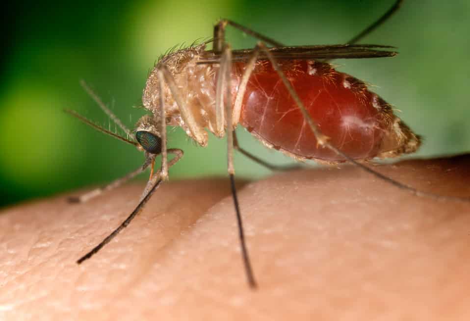 West-Nile-virus.jpg