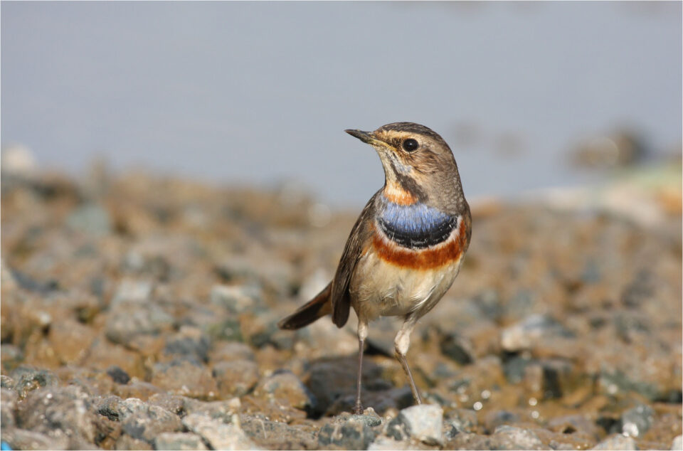 wetlands3-960x634.jpg