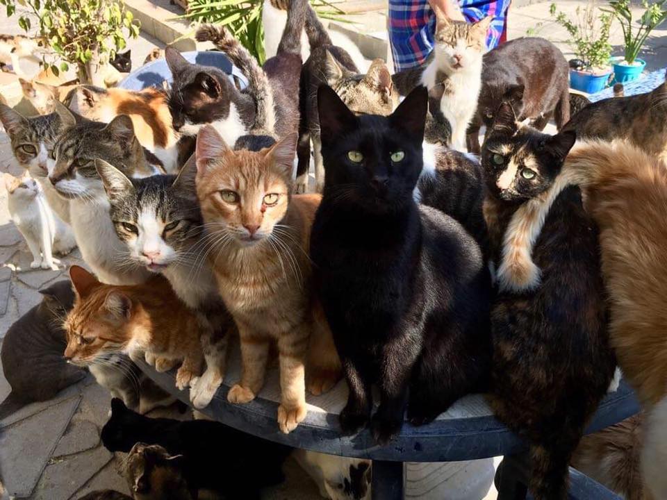 1.-TITLE-IMAGE-MAYBE-The-cats-of-the-Tala-Cat-Park.jpg