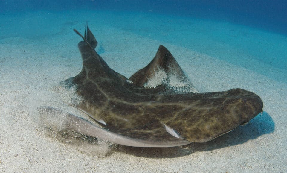 Angelshark_SimonRogerson-960x578.jpg