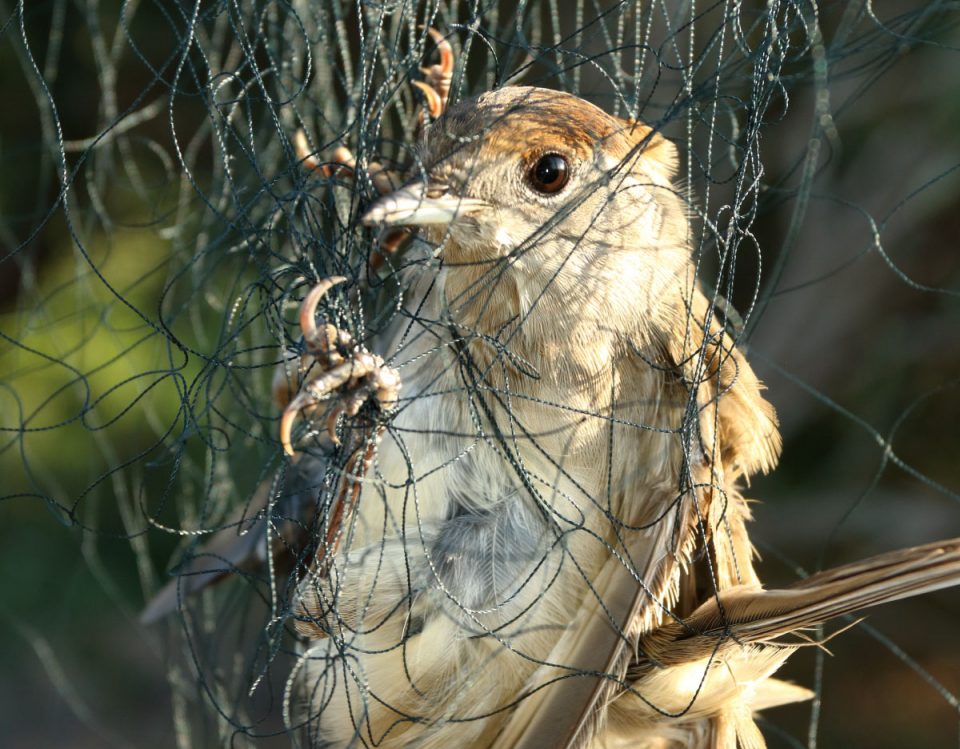 Blackcap-female-2-in-mist-net-2019-Guy-Shorrock-RSPB-960x749.jpg