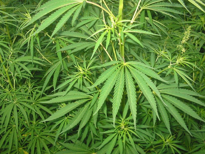cannabis-01.jpg