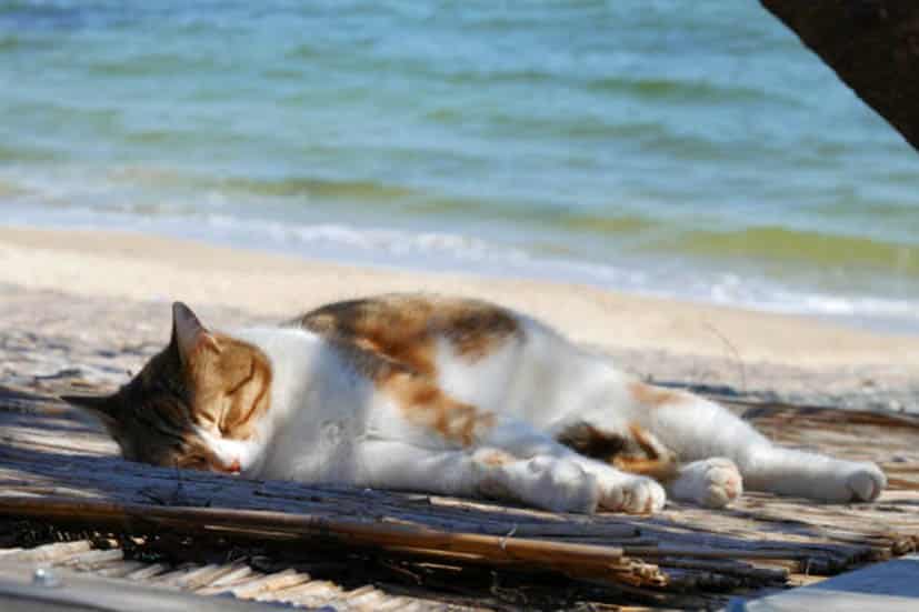 Cat-sleeping-on-beach-weather.jpg