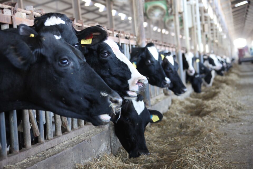 cows-5-960x640.jpg