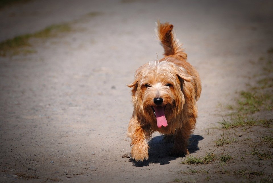 feature-annette-main-Simple-commonsense-teaches-that-dogs-should-not-be-walked-during-the-day.jpg