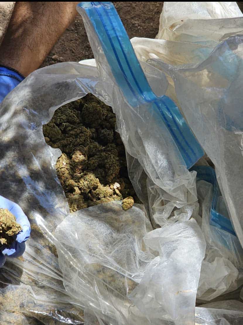 feature-jon-cannabis-is-being-found-in-larger-quantities.jpg