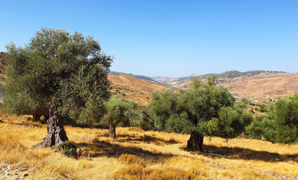 feature-paul-MAIN-The-western-slopes-of-the-village-are-dotted-with-monumental-olive-trees-960...jpg
