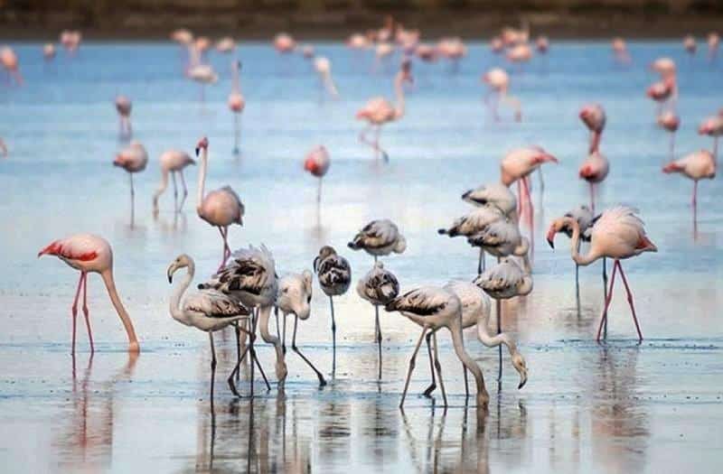 Flamingos-on-Akrotiri-salt-lake.jpg