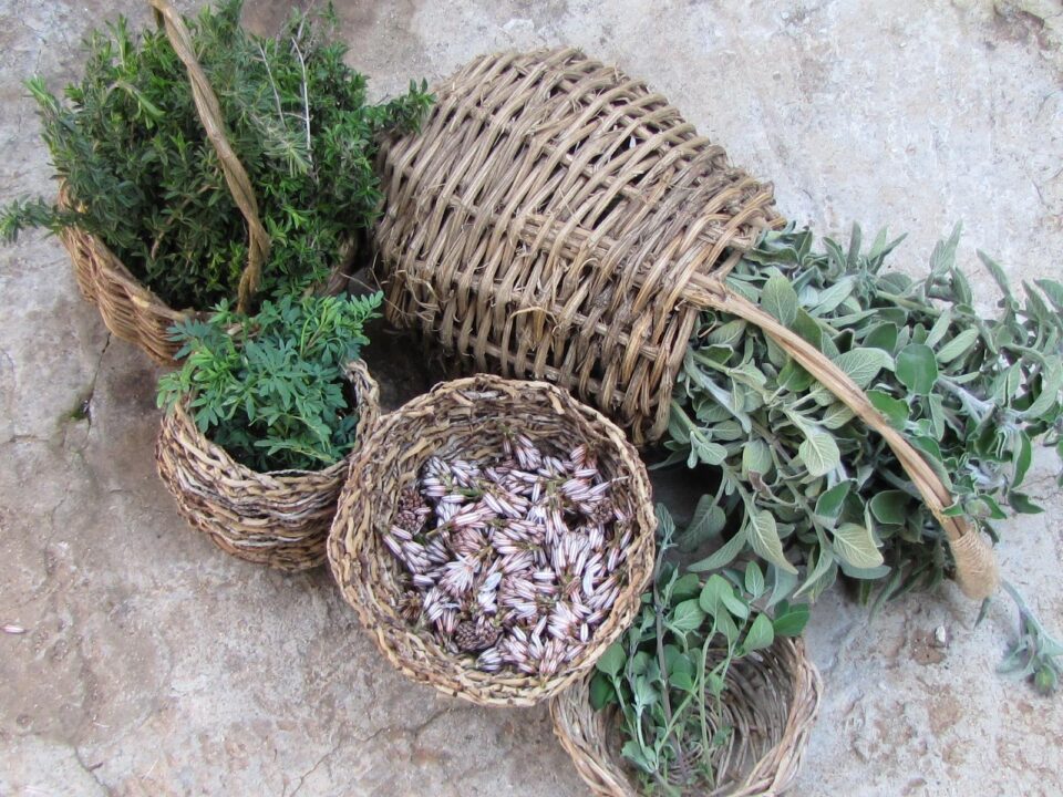 Foraging-plants-workshop-960x720.jpg