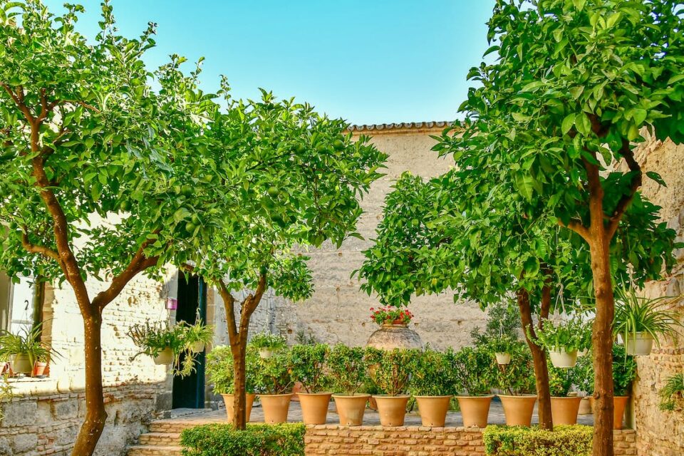 garden-960x640.jpeg