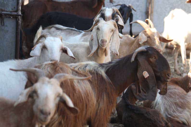 Goats-Cyprus.jpg