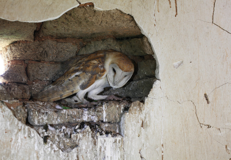 owls-960x667.jpg