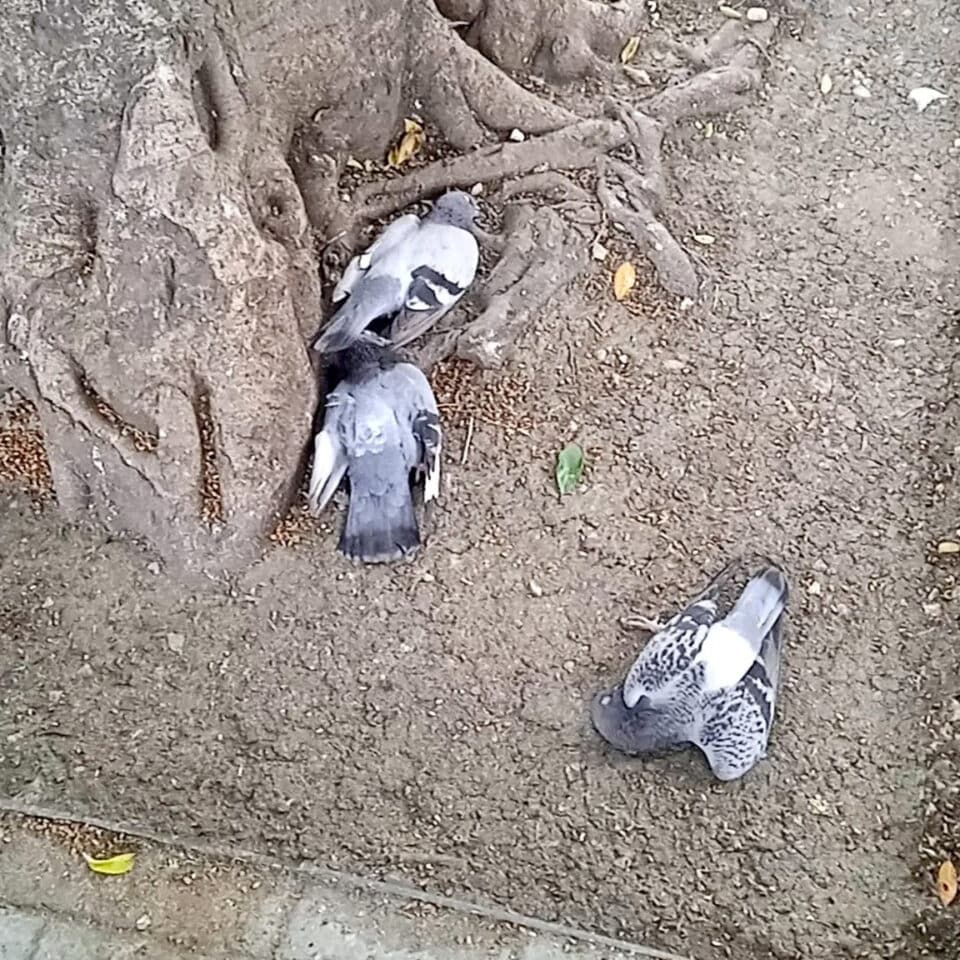 pigeons-960x960.jpg