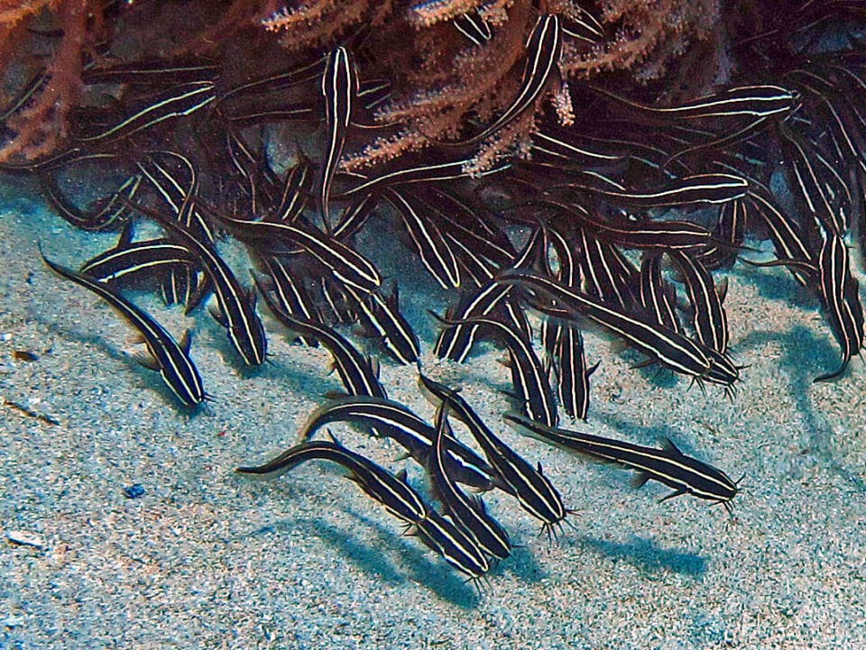 Plotosidae_-_Plotosus_lineatus-960x721.jpg