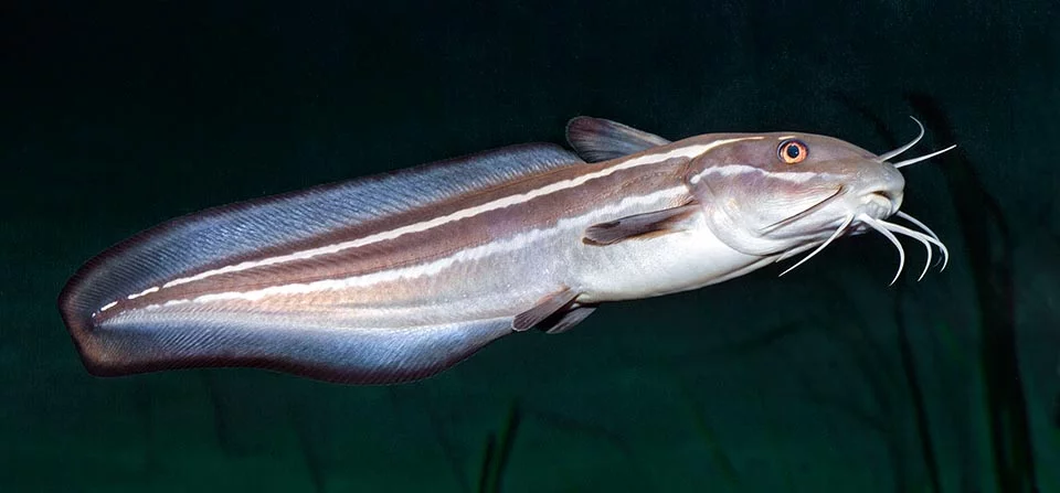 Plotosus-lineatus.png