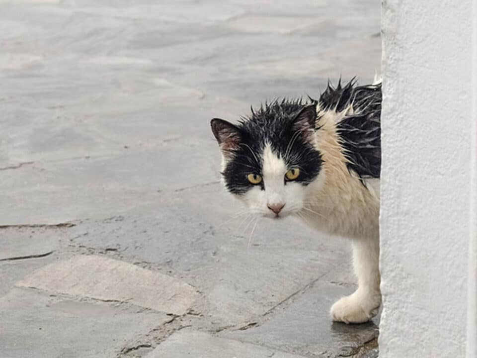 stray-cat-960x720.jpg