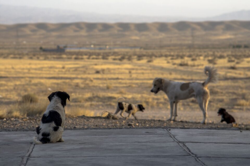 strays-2-960x640.jpg