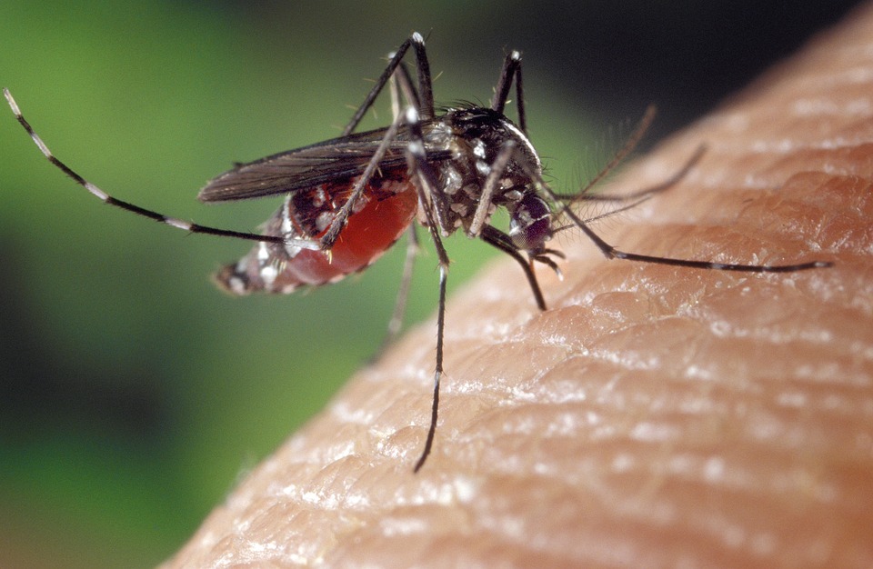 Tiger-mosquito.jpg