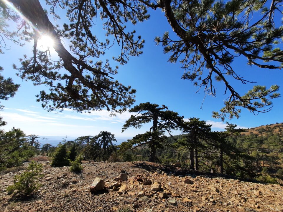 Troodos-black-pines-960x720.jpg