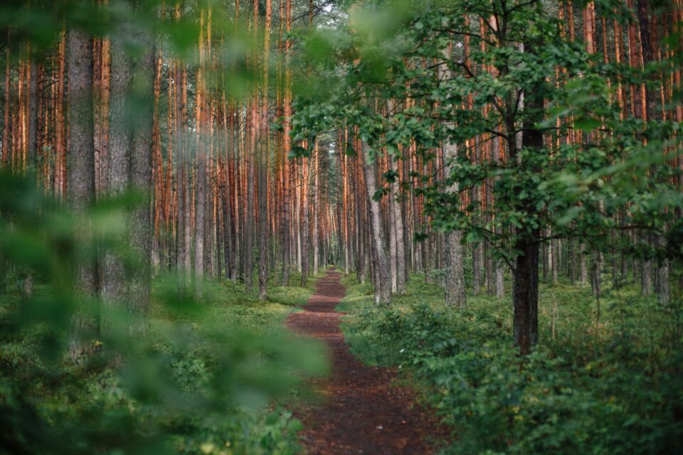 ugne-vasyliute-Dag9cv89jb4-unsplash-960x640.jpg