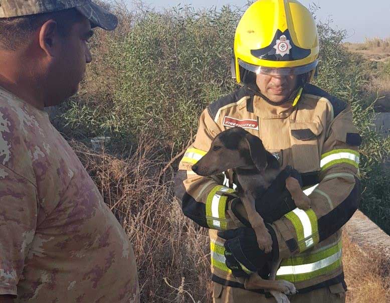 WEB-dog-rescue-3.jpg