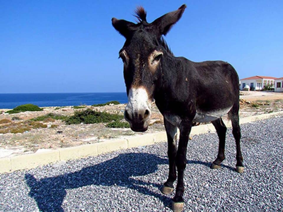 Wild-donkey-960x721.jpg