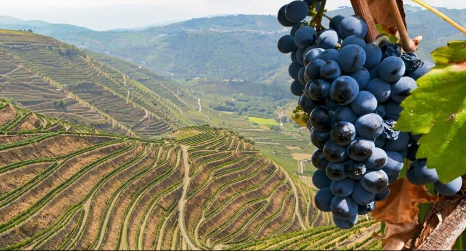 wine-grape-vineyards-960x517.jpg